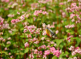“Mê mẩn” đồi hoa tam giác mạch trên vùng cao nguyên Đông Bắc