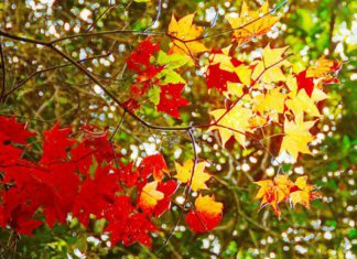 Xuất hiện khu du lịch lá phong đà lạt đẹp ngẩn ngơ hút hồn du khách