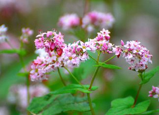 Mùa hoa tam giác mạch Đông Bắc nở vào tháng mấy, mùa nào trong năm?