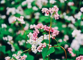 Rực rỡ mùa hoa tam giác mạch – Xách ba lô lên vùng Đông Bắc