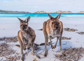 Nắm trong tay bí kíp du lịch Úc như người bản địa!