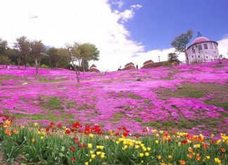 04 địa điểm siêu lãng mạn ở Nhật Bản – Tour Nhật