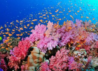 Khám phá vịnh Bái Tử Long – khi đi du lịch Hạ Long