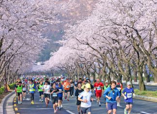 Kinh nghiệm du lịch Hàn Quốc mùa hoa Anh Đào