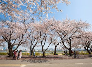 Top các địa danh nổi tiếng ngắm hoa Anh Đào ở Seoul