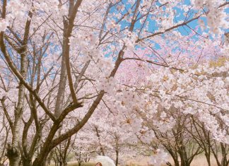 Kinh nghiệm du lịch Hàn Quốc mùa hoa Anh Đào tự túc