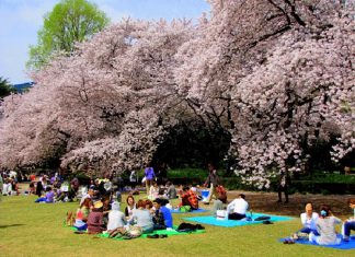 Thưởng ngoạn hoa Anh Đào ở Kyoto