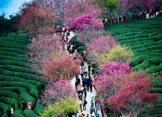 Hoa Anh Đào khoe sắc rực rỡ ở Công viên Ngọc Uyên Đàm