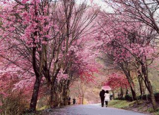 Đến Trung Quốc mùa hoa Anh Đào thì ăn gì, chơi gì?