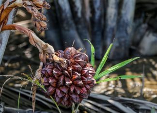 Dừa nước miền Tây: Quả ngọt được nhiều du khách yêu thích