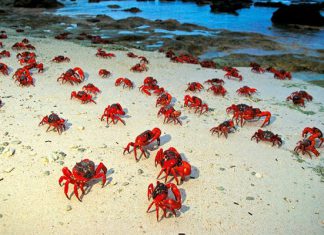 Khám phá những điều thú vị độc đáo nhất về Cua Đỏ ở Australia