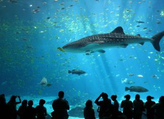 Trọn bộ review vẻ đẹp của Viện Hải Dương học Nha Trang Vẻ đẹp lôi cuốn của Viện Hải dương học Nha Trang