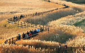 Du lịch thành phố Suncheon Hàn Quốc, tận hưởng vẻ đẹp yên bình mộc mạc