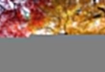 Chiêm ngưỡng vẻ đẹp của vườn quốc gia Shinjuku Gyoen nổi tiếng Nhật Bản Chiêm ngưỡng vẻ đẹp của vườn quốc gia Shinjuku Gyoen nổi tiếng Nhật Bản