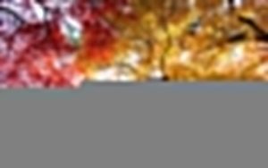 Chiêm ngưỡng vẻ đẹp của vườn quốc gia Shinjuku Gyoen nổi tiếng Nhật Bản