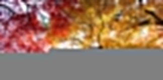 Chiêm ngưỡng vẻ đẹp của vườn quốc gia Shinjuku Gyoen nổi tiếng Nhật Bản