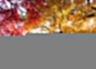 Chiêm ngưỡng vẻ đẹp của vườn quốc gia Shinjuku Gyoen nổi tiếng Nhật Bản Chiêm ngưỡng vẻ đẹp của vườn quốc gia Shinjuku Gyoen nổi tiếng Nhật Bản