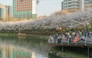 Đến hồ Seokchon Hàn Quốc - chiêm ngưỡng cảnh hoa anh đào khoe sắc rực rỡ